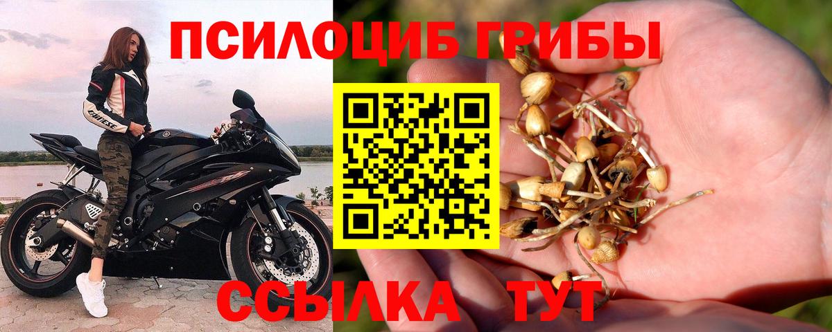 Псилоцибиновые грибы Psilocybine cubensis Минусинск